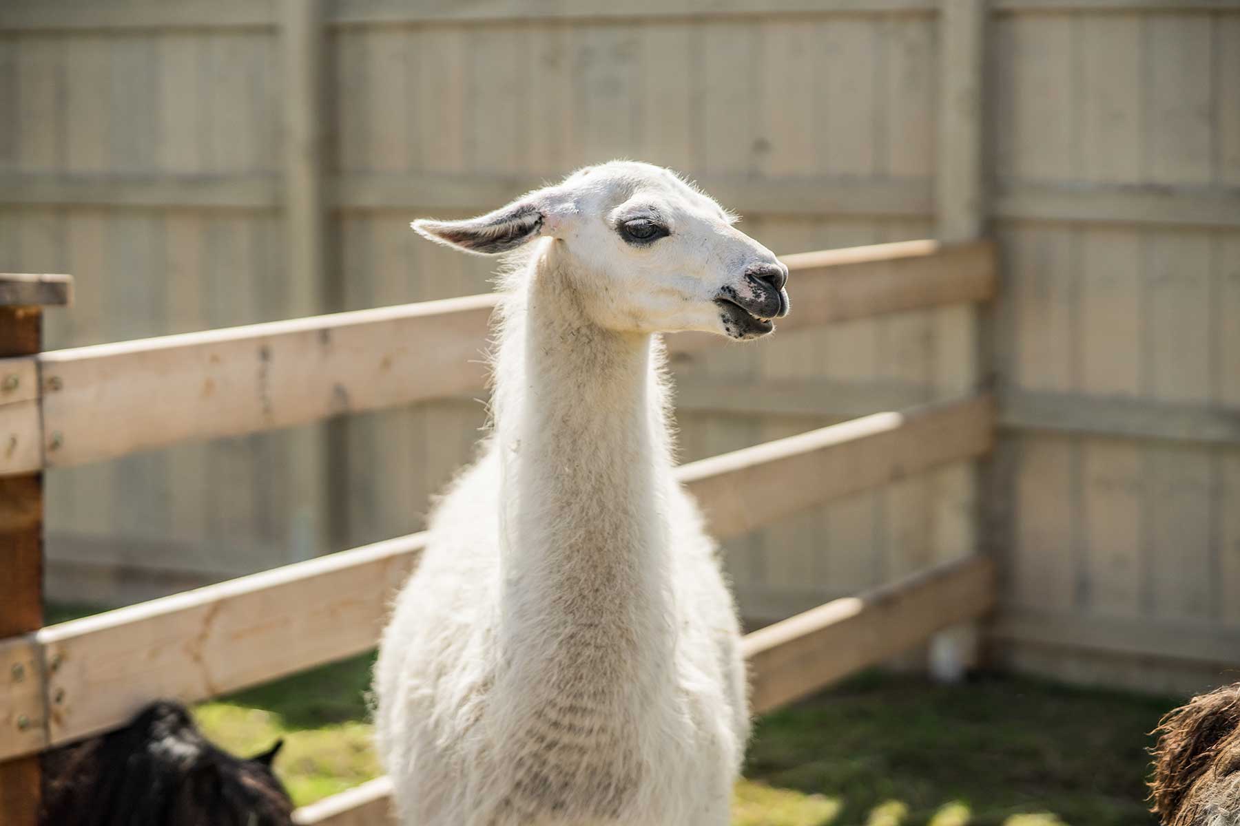 MINI ZOO